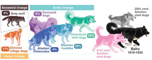 Genome of famed sled dog Balto reveals genetic adaptations of working dogs